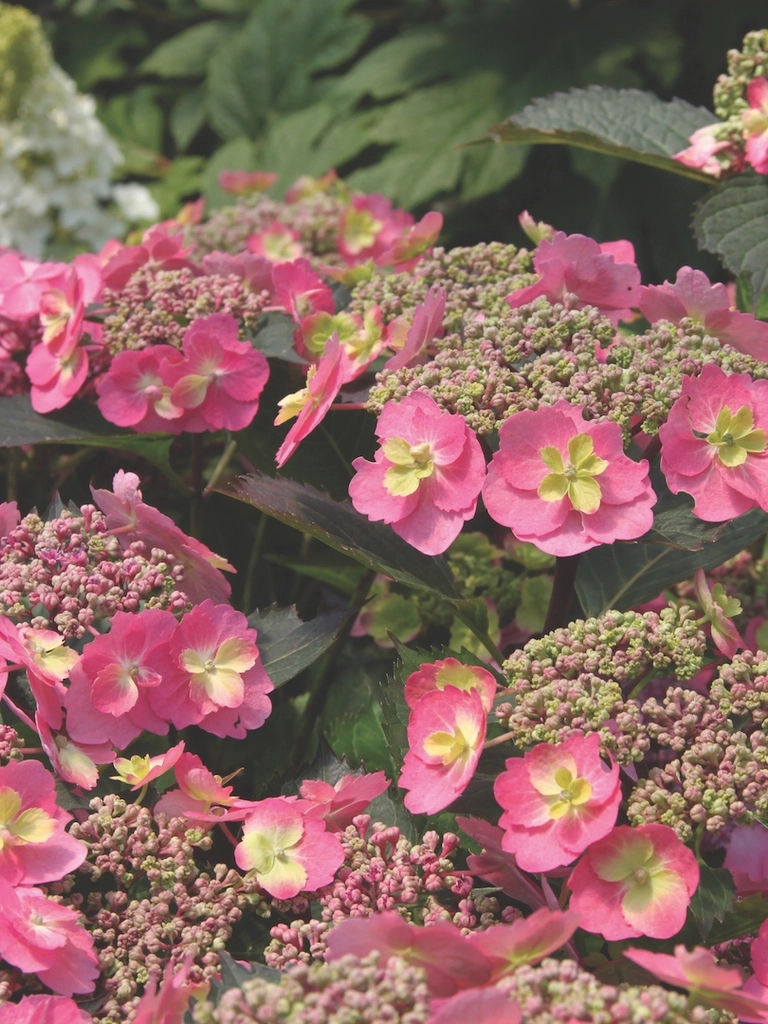 Flair & Flavours<sup>®</sup> Cotton Candy – Hydrangea