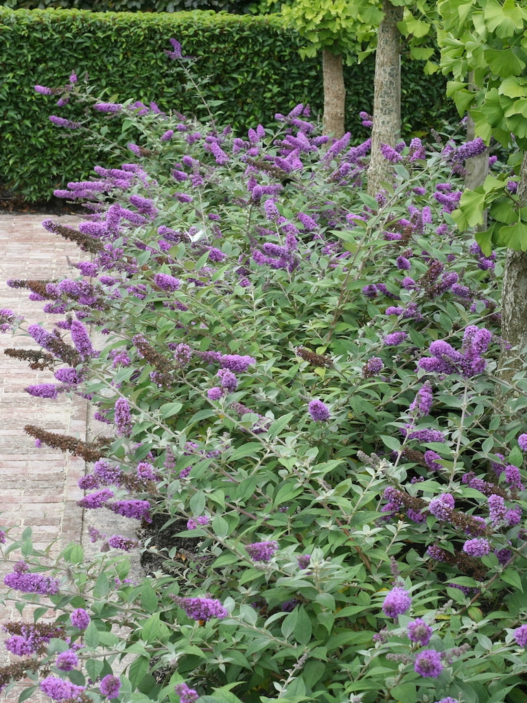 Blue Chip – Buddleja