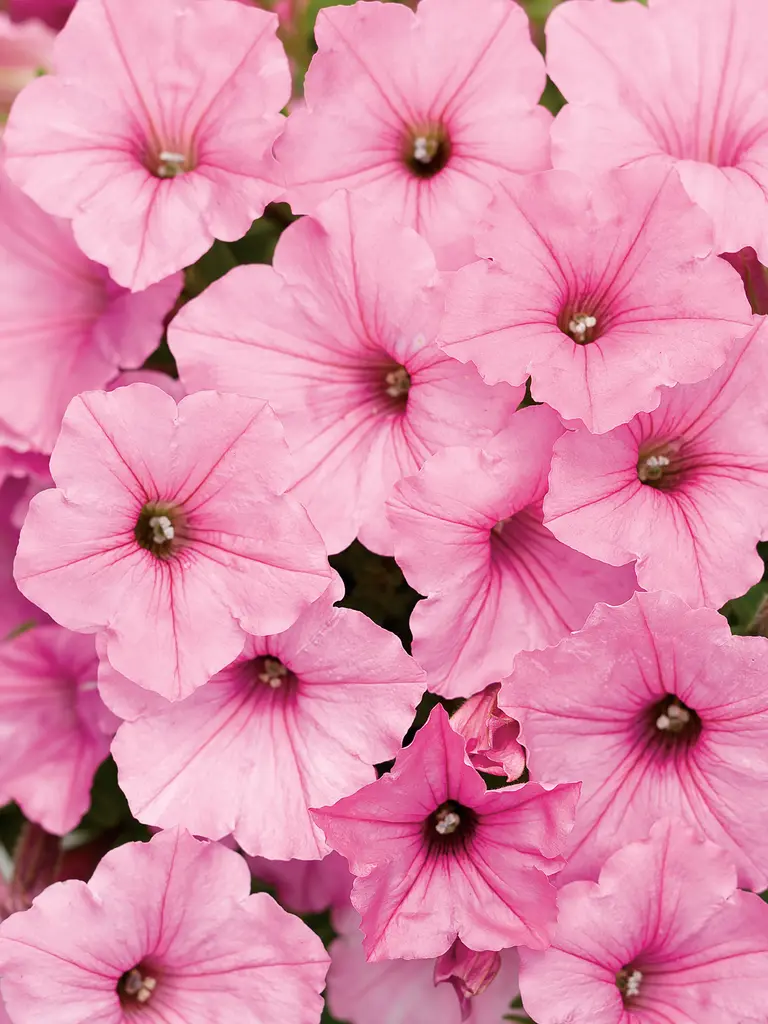 Vista<sup>®</sup> Bubblegum – Petunia