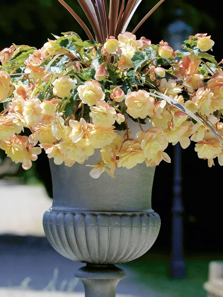 Belleconia Chardonnay – Begonia