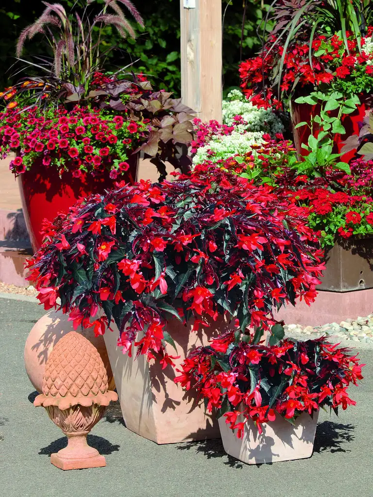 Summerwings<sup>®</sup> Dark Elegance – Begonia