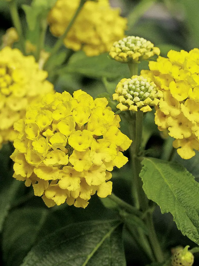 Calippo Gold – Lantana